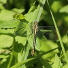 IMG_1179 Gomphus simillimus male